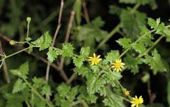 Image result for Philyrophyllum schinzii