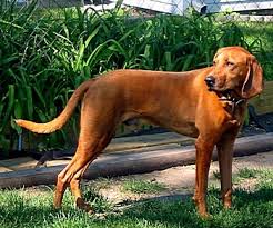 Check spelling or type a new query. Redbone Coonhound For Sale