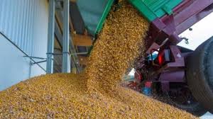 La cantitate mai mare de 500 kg ofer transport. PreÈ Porumb Boabe 2018 CotaÈiile De La Burse Vs PreÈul Oferit De Traderi