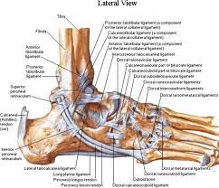 Torn ligaments can occur following a range of physical activities from dancing to snowboarding, and several common symptoms can help identify a torn ligament as the cause of your foot pain. Lateral Aspect Of The Ankle Ligaments Netter Ankle Anatomy Muscle Anatomy Foot Anatomy