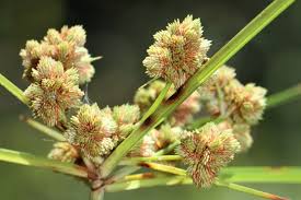 Image result for Cyperus platycaulis