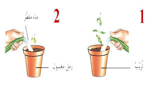 النظام البيئي كيف تلبي النباتات حاجاتها