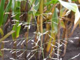 Image result for Eragrostis rotifer