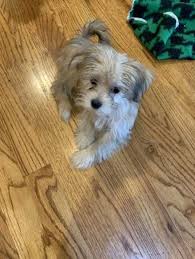 He loves playing with all dogs big and small. Morkie Maltese Yorkshire Terrier Dog For Adoption In Omaha Nebraska Dog Adoption Small Dog Rescue Yorkshire Terrier Dog