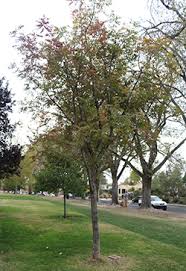 Maybe you would like to learn more about one of these? Tree Species We Love 505 Outside Chinese Pistache Pistacia Chinensis Medium Shade Tree For Albuquerque Water Wise Landscaping Shade Trees Trees To Plant