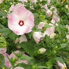 Check spelling or type a new query. Hibiscus Moscheutos Swamp Mallow Wildflower Seeds