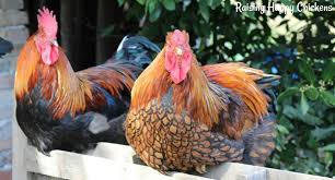If you want laying hens that will produce lots of eggs then these are my top 10 recommendations. Epic Chicken Names To Choose For Your Flock