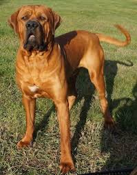 Tosa Dog Breed Information And Pictures Large Dog Breeds Dog Breeds Short Haired Dog Breeds