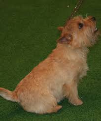 The ancestors of today's norfolk and norwich terriers originated in england. Norwich Versus Norfolk Terrier Dog Discoveries