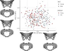 Changes in plasticity of the pelvic girdle from infancy to late adulthood  in Homo sapiens | Scientific Reports
