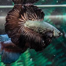 Live Fish Black Dragon Halfmoon Betta Pair Hmm0995 Hmf0995 Usa Based Seller