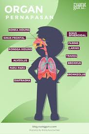 Dengan aktivitas otot diafragma serta otot dada. Organ Pernapasan Dan Fungsinya Biologi Kelas 8