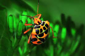Oct 12, 2019 · harlequin bug. Harlequin Bug How To Control This Pest In Your Garden