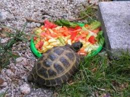 An excellent addition to grocery store greens to help solidify a tortoise's nutritional requirements. Russian Tortoise Food 2021 Top 3 Guide