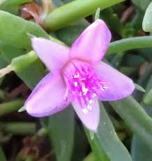 Image result for Sesuvium portulacastrum