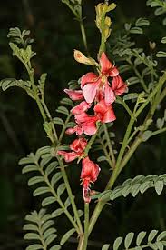 Image result for Indigofera eylesiana