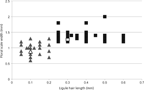 Image result for Brachythrix
