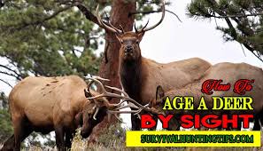 The number of audio (sfx). What Sound Does A Deer Make When Scared Survival Hunting Tips