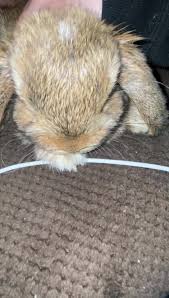 Image result for tbn:nuNU7FPK4A54yM::rvforsaleguide.com/images/bunny-resting-picture.jpg