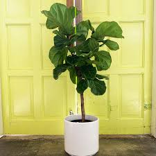 Image result for Ficus