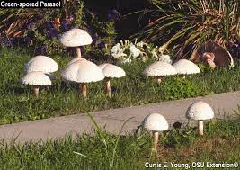 Some people believe that dogs won't eat toxic mushrooms because they can identify toxins by scent. Mushrooms In The Yard To Eat Or Not To Eat Has Been A Common Question Bygl