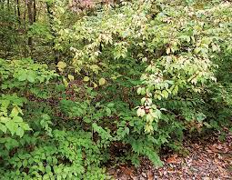 How To Get Rid Of Invasive Honeysuckle