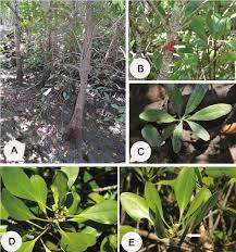 Image result for Ceriops