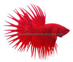 We did not find results for: Kriteria Dan Penilaian Untuk Ikan Cupang Hias Kontes Aneka Hewan Peliharaan Dan Tanaman Hias