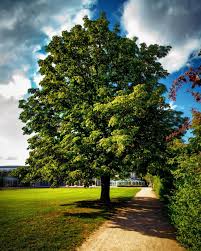 Kastanienbaum Sidewalk Structures