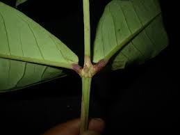 Image result for Syzygium owariense