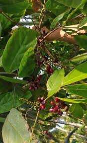 Image result for Glenniea