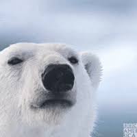 See more ideas about matching pfp, matching icons, gif. Polar Bears Gifs Get The Best Gif On Giphy