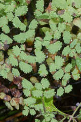 Image result for Adiantum poiretii