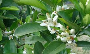 Why plant flowers to attract honey bees? Tips For Planting Flowers That Attract Bees Backyard Beekeeping