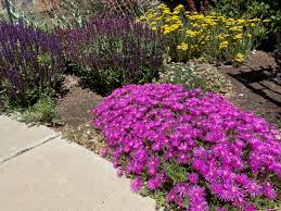 Image result for Delosperma mahonii