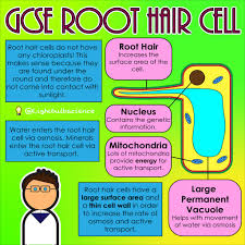Thus, the absorption of water can be conducted maximal because of the large surface area. Lightbulbscience On Twitter Root Hair Cells Are A Type Of Plant Cell They Are Found In The Roots And Are Adapted To Help Transport Of Minerals And Water Gcserevision Biologyrevision