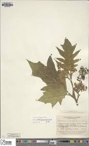 Image result for Achyrospermum ciliatum