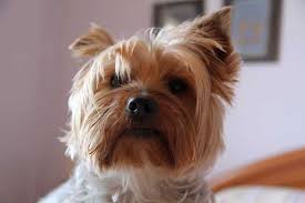 Many yorkie owners choose to keep their hair cut short (usually by a groomer every several weeks). Do Yorkies Shed Prevent Yorkie Puppy Hair From Falling Out