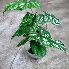 Image result for Cercestis congensis