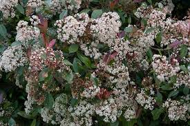 Everything about care, location and fertilization. How To Grow Photinia Plant Gifts Propagating Plants Plant Health