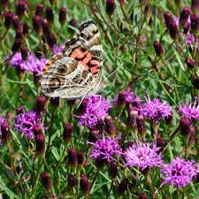Image result for Vernonia sutherlandii