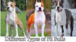 5 Types of Pit Bulls and How to Tell the Difference ...