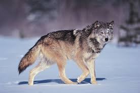 Wolf | mammal | Britannica