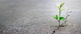 See more ideas about resilience, inspirational quotes, me quotes. Resilience In The Workplace Why Is It Important