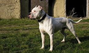 Big Dogo Argentino Guarding Dog Dog Breeds Mastiff Dog Breeds Dangerous Dogs