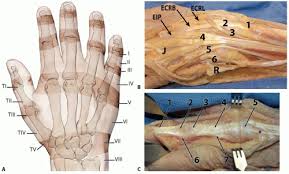 We did not find results for: Repair Following Traumatic Extensor Tendon Disruption In The Hand Wrist And Forearm Musculoskeletal Key