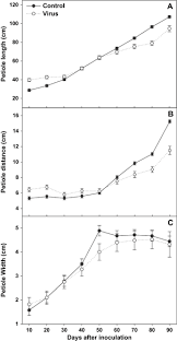 Mealybugs, red spider mites, and aphids may also pay a visit to banana plants. Effect Of Banana Bunchy Top Virus Infection On Morphology And Growth Characteristics Of Banana Hooks 2008 Annals Of Applied Biology Wiley Online Library