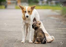 Mother Slag Dog Feeding Her Puppies On Street, Homeless Dog Living On Road  Stock Photo, Picture and Royalty Free Image. Image 134609641.