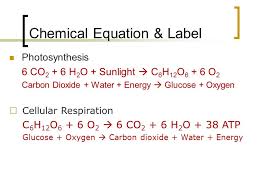 The word equation for cellular respiration is glucose (sugar) + oxygen = carbon dioxide + water + energy (as atp). How Do The Chemical Equations For Photosynthesis And Cellular Respiration Compare Tessshebaylo