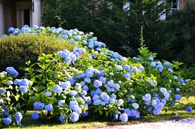Cheap pretty flowers to plant. Hydrangea Thieves On The Loose More Than Just Pretty Flowers Dutchreview